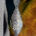 filefish_slender_lr_gc_v_0022_cay3910.jpg